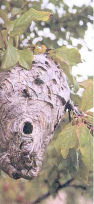 
Some might think that humans invented paper, but hornets and wasps were making paper nests long before we arrived on the scene.
